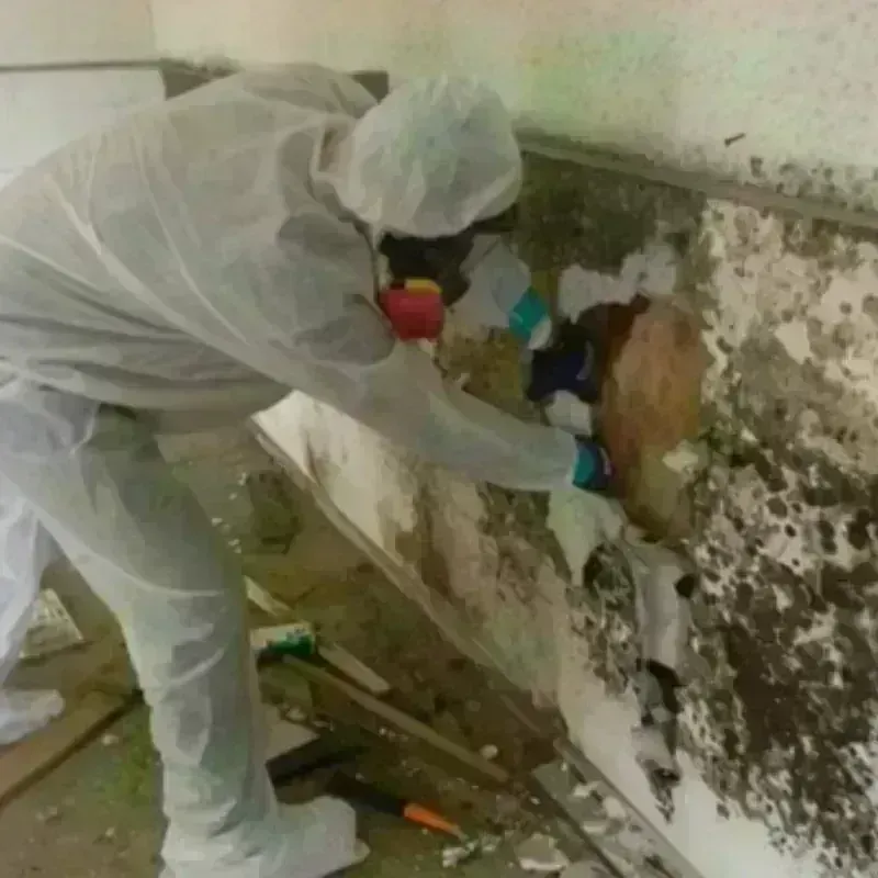 Mold Remediation and Removal in South Ogden, UT